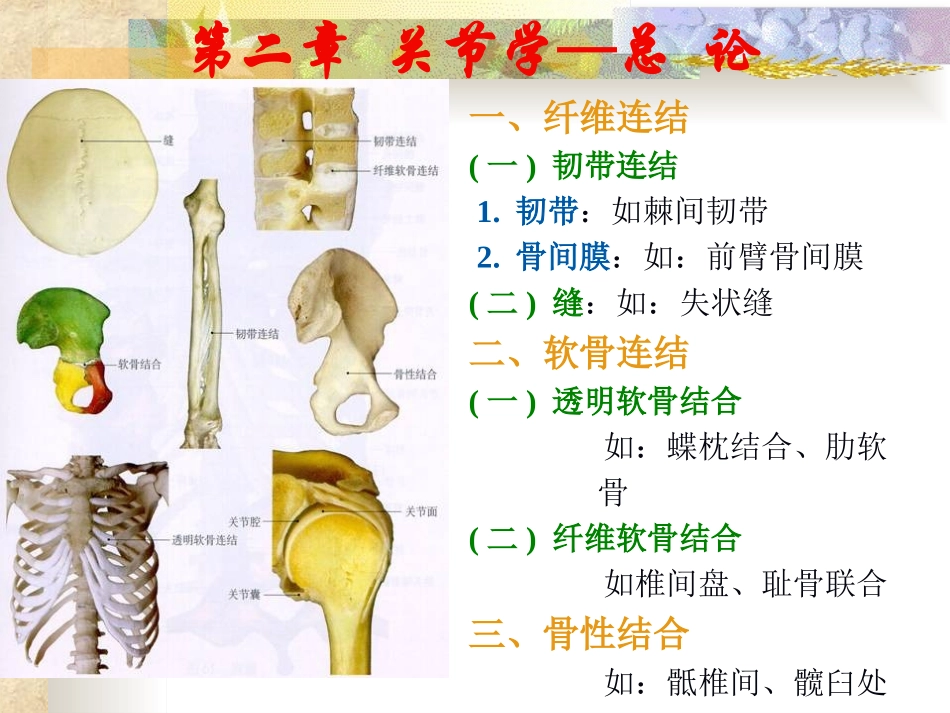 人体解剖学关节_第3页