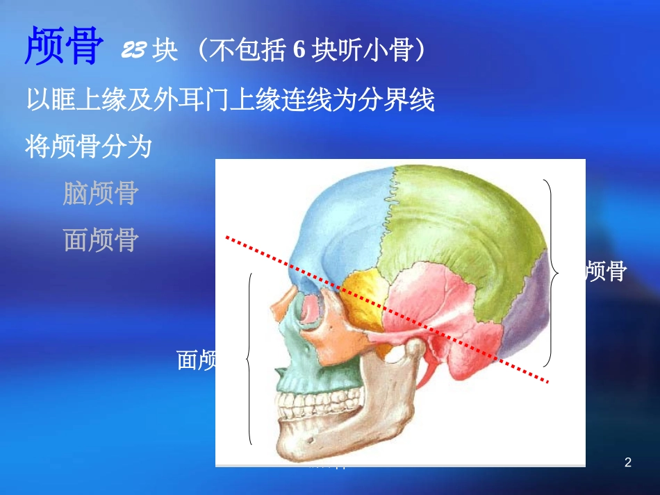人体解剖学颅骨_第2页