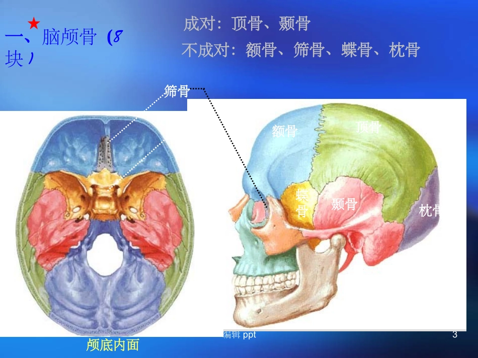 人体解剖学颅骨_第3页