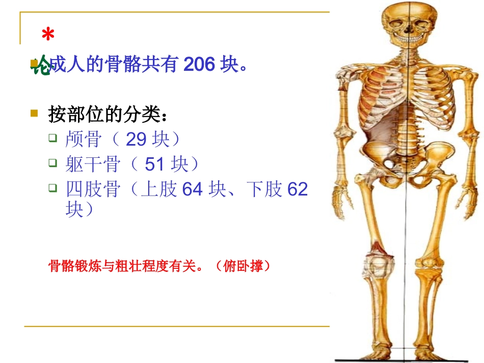 人体解剖学躯干骨解剖解析_第3页