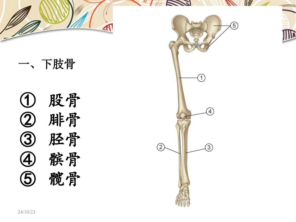 人体解剖学下肢部汇总_第3页