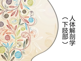 人体解剖学下肢部汇总