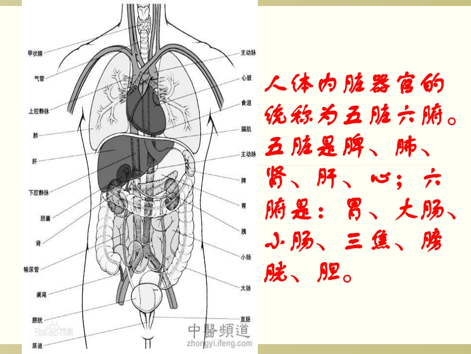 人体内的五脏六腑上_第2页