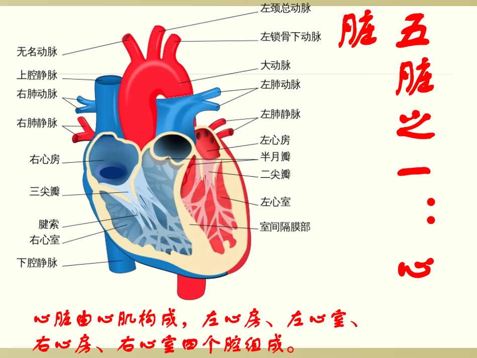 人体内的五脏六腑上_第3页