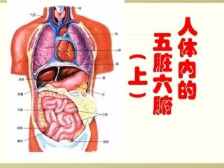 人体内的五脏六腑上
