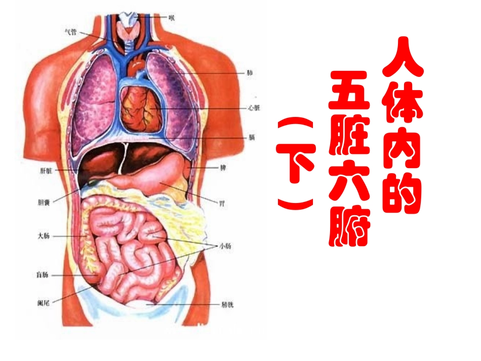 人体内的五脏六腑下_第1页