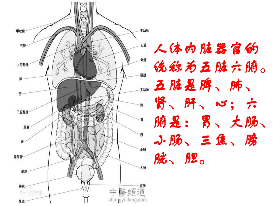 人体内的五脏六腑下_第2页