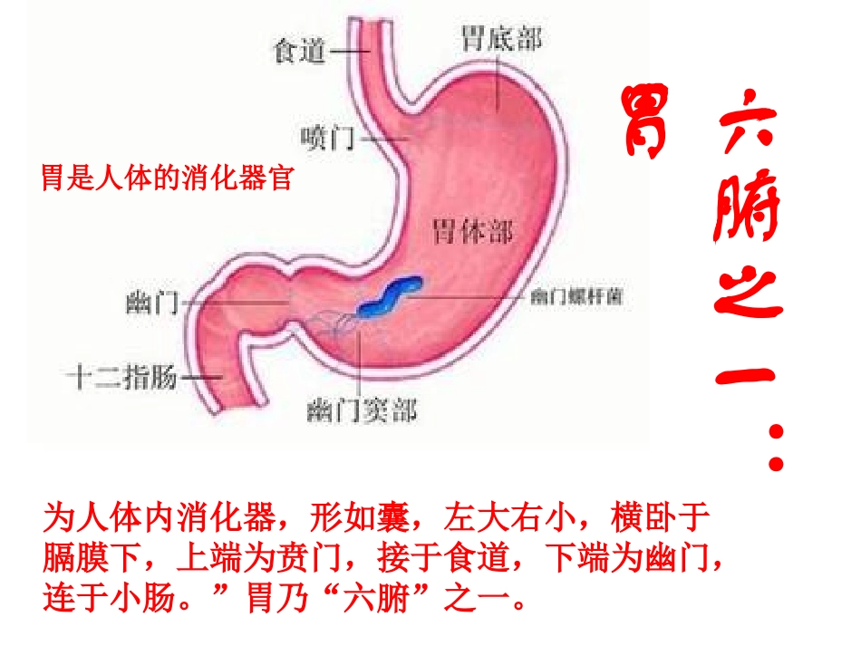 人体内的五脏六腑下_第3页