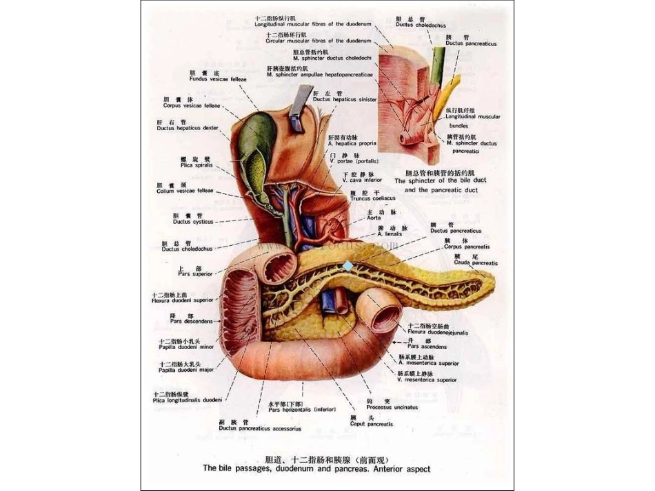 人体内脏结构高清图_第1页