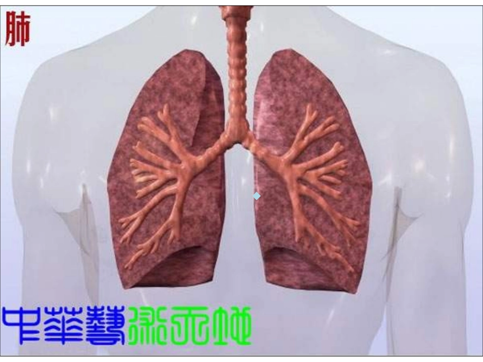 人体内脏结构高清图_第3页