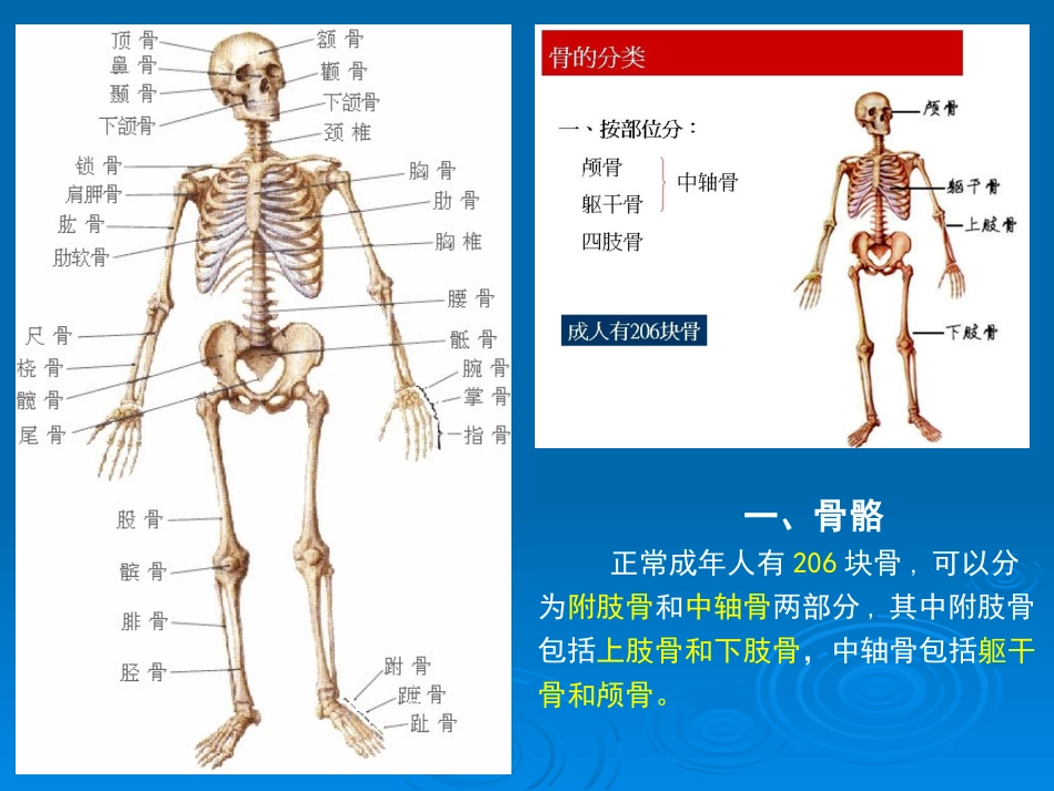 人体运动系统_第3页