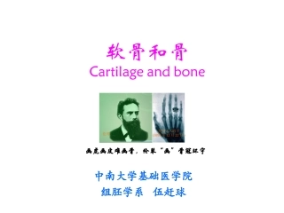软骨和骨精讲