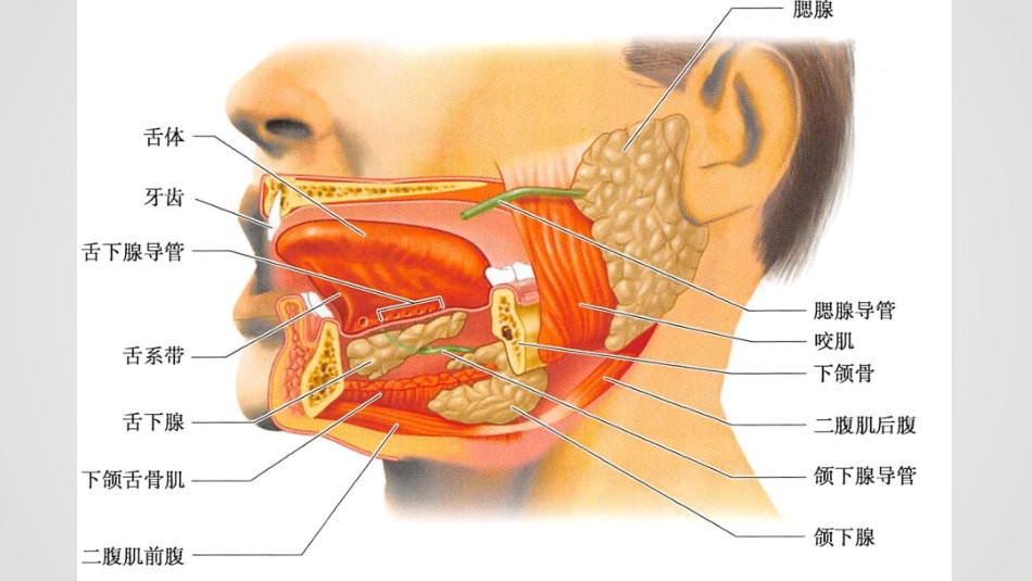 腮腺癌放射肿瘤学规范化培训教材_第3页