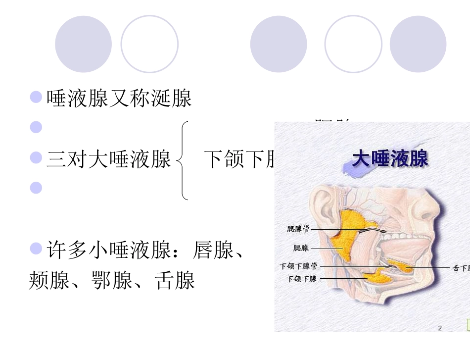 腮腺及面神经解剖及临床_第2页