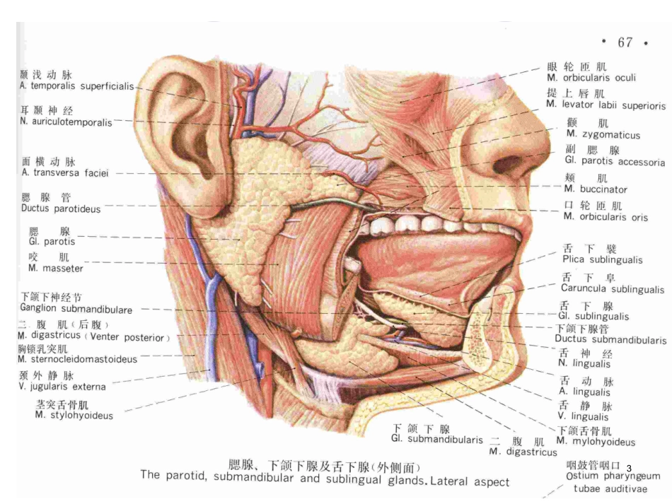 腮腺及面神经解剖及临床_第3页