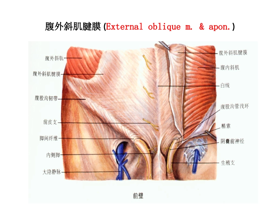 疝腹股沟疝解剖图谱_第3页