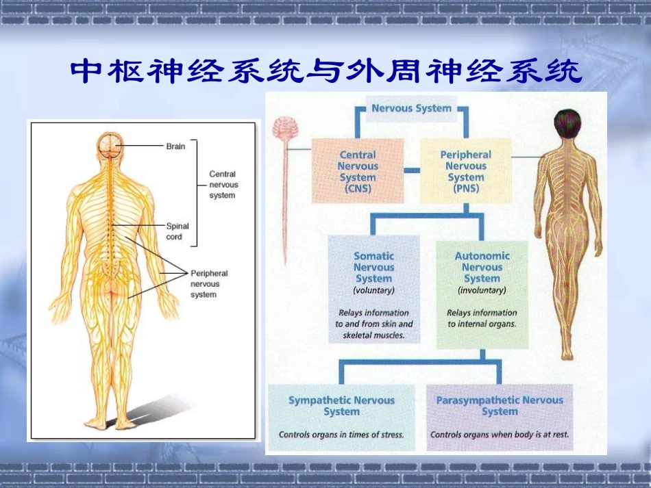 神经毒理学基本知识及_第3页