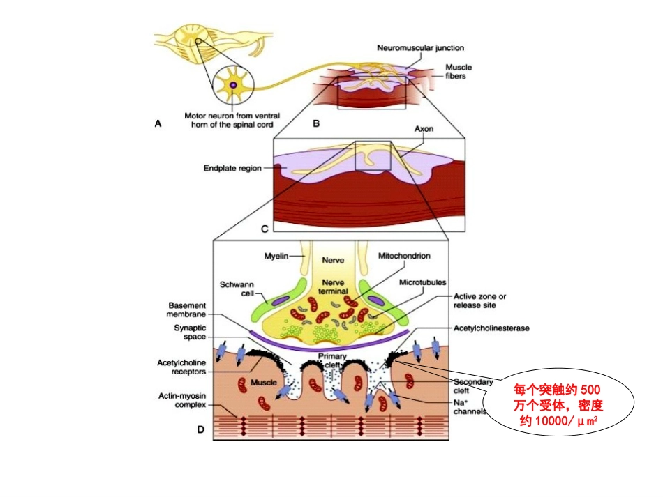 神经肌肉监测的临床应用_第3页