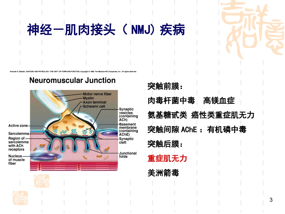 神经肌肉接头和肌肉疾病_第3页