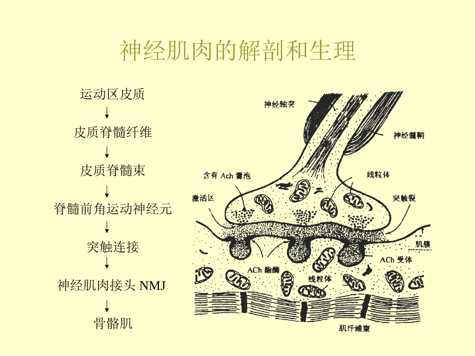 神经肌肉阻滞的基础和临床讲解_第3页