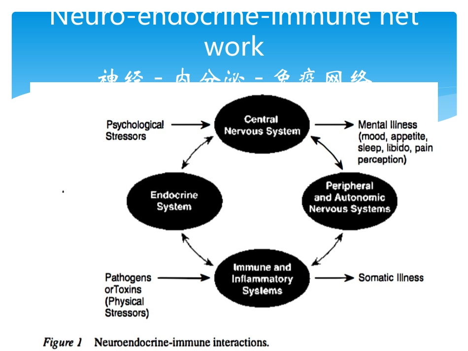 神经内分泌免疫_第3页
