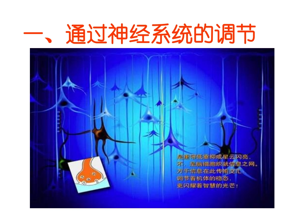 神经系统调节_第1页