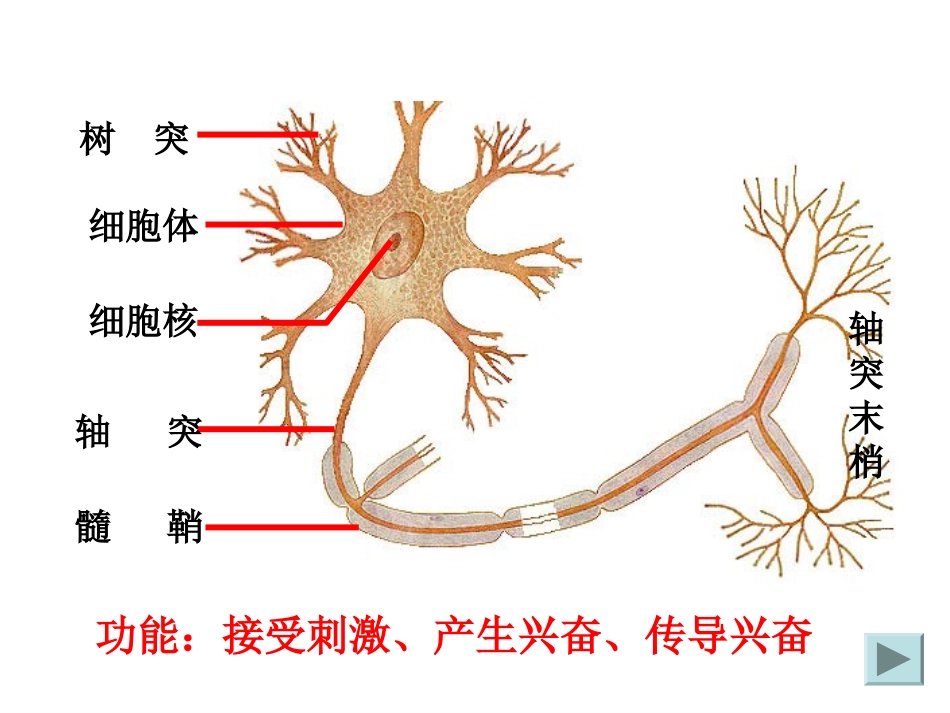 神经系统调节_第2页
