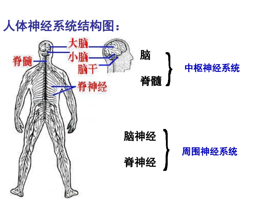 神经系统调节_第3页