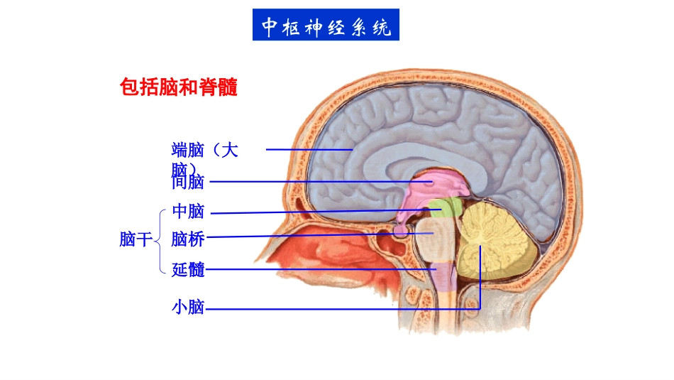 神经系统解剖及生理_第3页