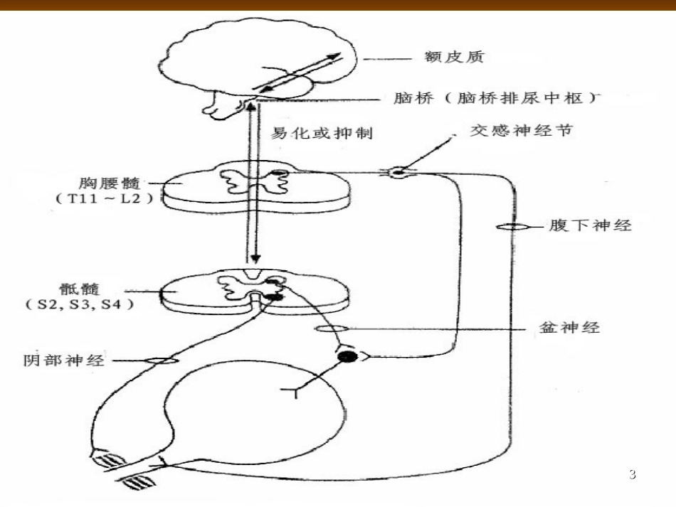 神经源性膀胱管理医学课件_第3页