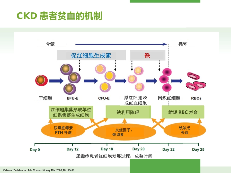 肾性贫血的治疗_第3页