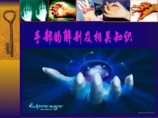 手部的解剖详细