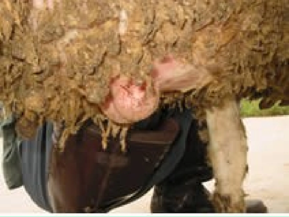 兽医外科学家畜疝_第3页