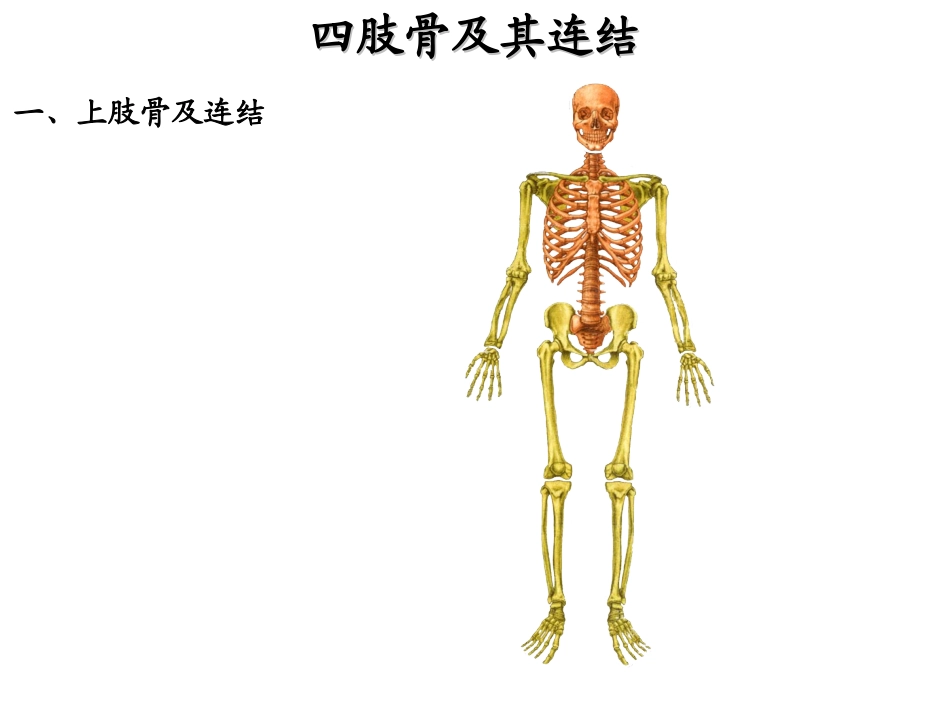 四肢骨及其连接_第1页