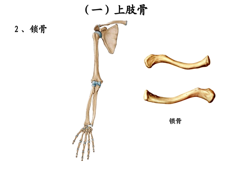 四肢骨及其连接_第3页