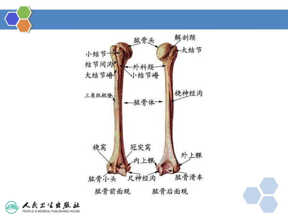 四肢骨折影像诊疗_第2页