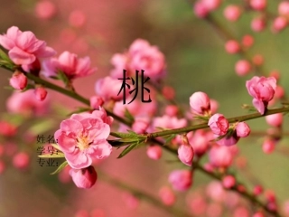 桃树的种植技术课件