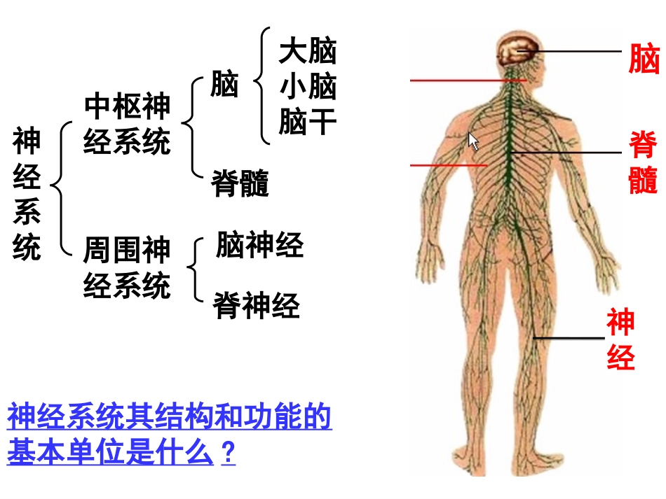 通过神经系统的调节_第3页