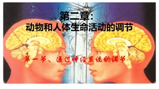 通过神经系统的调节公开课