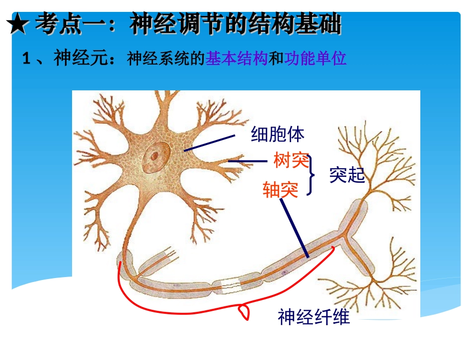 通过神经系统的调节一轮复习_第2页