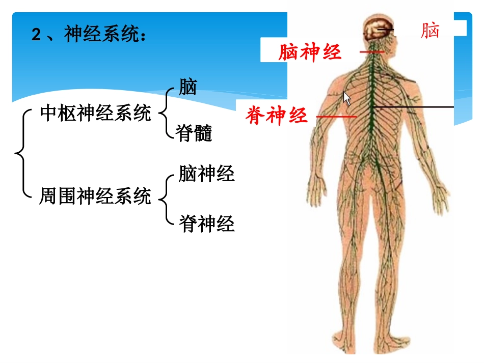 通过神经系统的调节一轮复习_第3页