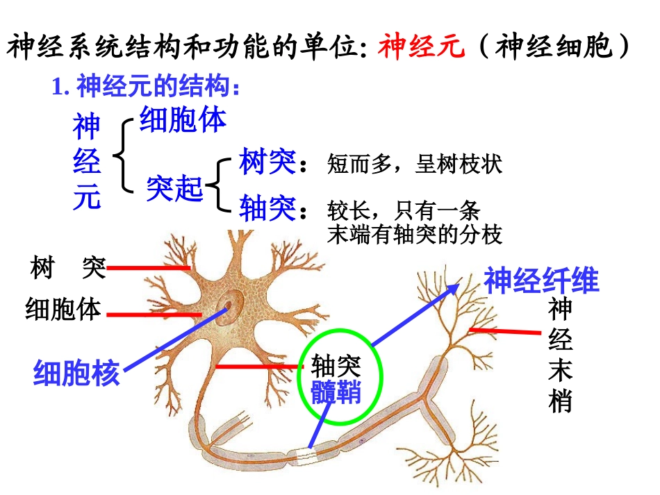 通过神经系统调节_第3页