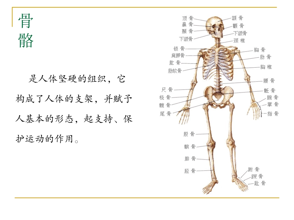 头面部骨骼和肌肉_第3页