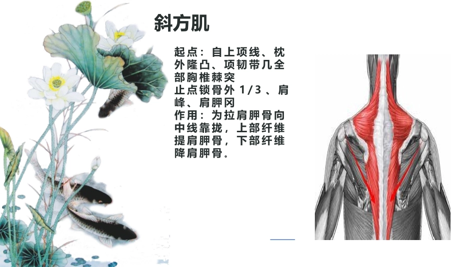 推拿正骨常用肌肉图谱_第2页