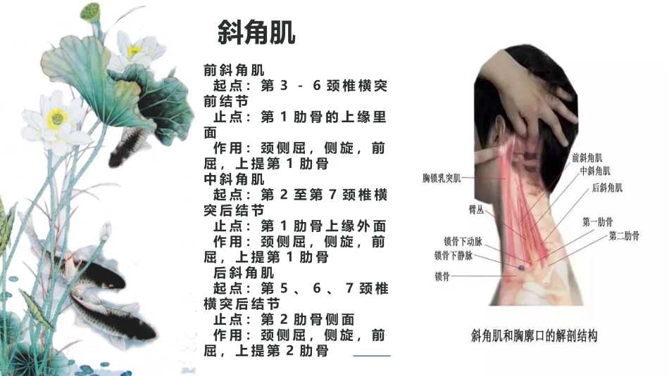 推拿正骨常用肌肉图谱_第3页