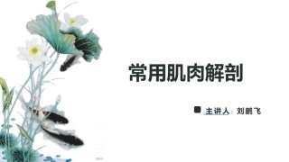 推拿正骨常用肌肉图谱