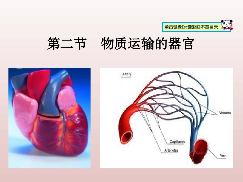 物质运输的器官血管_第2页