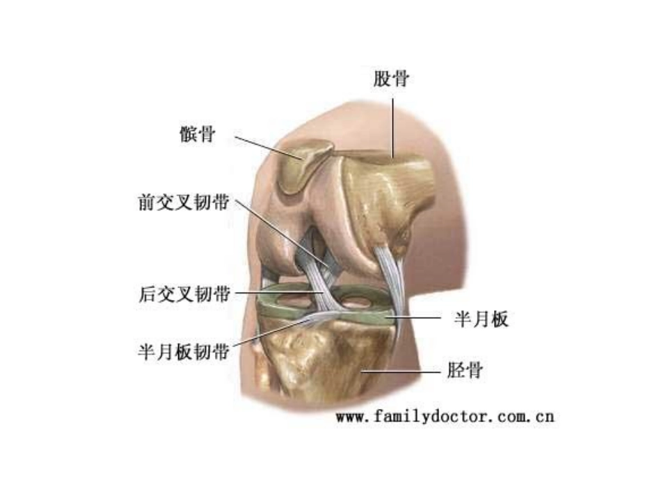 膝关节常见疾病的超声检查资料_第3页