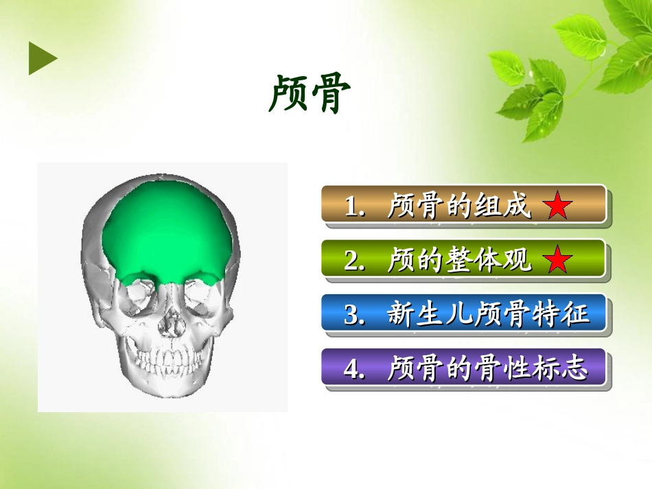 系统解剖学颅骨课件_第2页