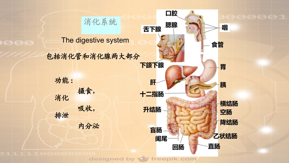 系统解剖学消化系统口腔咽喉食管_第3页